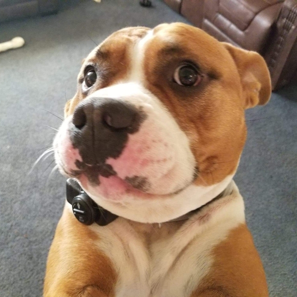 All my kids have paws - Picture 6 of 7